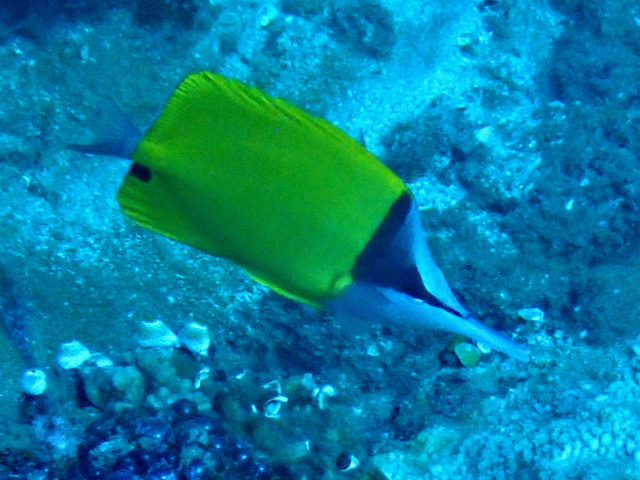 Click to View Longnose Butterflyfish<br><span style='font-size:12px'><i>Dave & Rose</i></span>