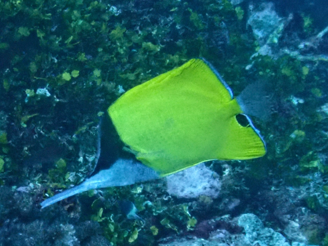 Click to View Longnose Butterflyfish<br><span style='font-size:12px'><i>Dave & Rose</i></span>