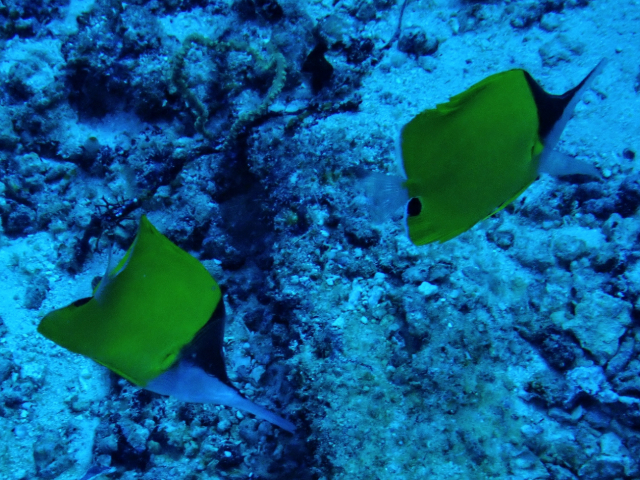 Click to View Longnose Butterflyfish<br><span style='font-size:12px'><i>Dave & Rose</i></span>