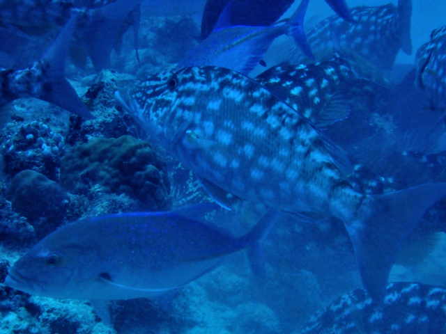 Click to View Longnose Emperor<br><span style='font-size:12px'><i>Dave & Rose</i></span>