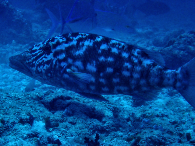 Click to View Longnose Emperor<br><span style='font-size:12px'><i>Dave & Rose</i></span>