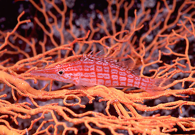 Click to View Longnose Hawkfish<br><span style='font-size:12px'><i>Fishbase</i></span>