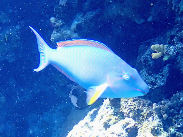 Click to View Indian Longnose Parrotfish<br><span style='font-size:12px'><i>Dave & Rose</i></span>