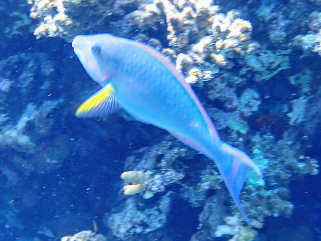 Click to View Indian Longnose Parrotfish<br><span style='font-size:12px'><i>Dave & Rose</i></span>