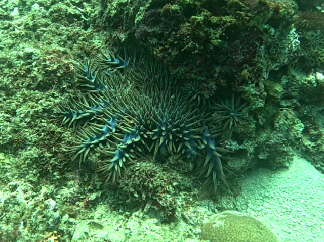 Click to View Long-spined Crown-of-Thorns<br><span style='font-size:12px'><i>Dave & Rose</i></span>