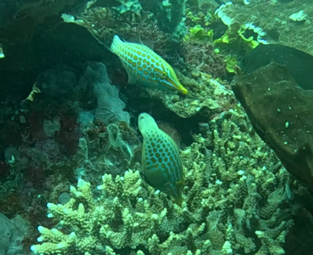 Click to View Longnose Filefish<br><span style='font-size:12px'><i>Dave & Rose</i></span>