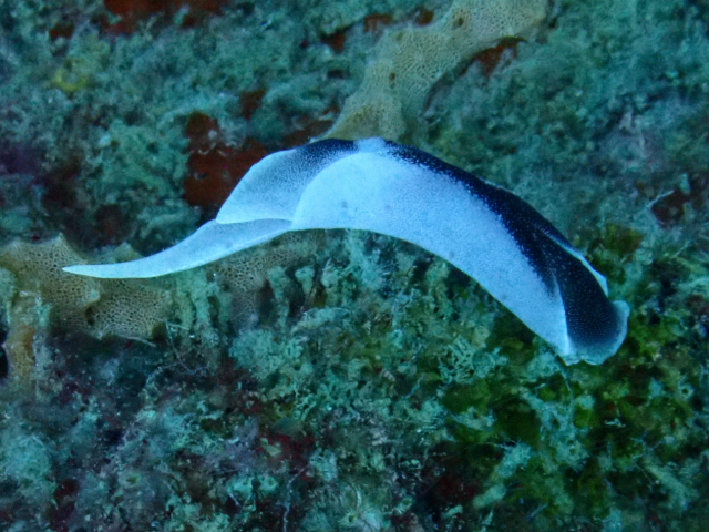Click to View Lovely Headshield Slug<br><span style='font-size:12px'><i>Dave & Rose</i></span>