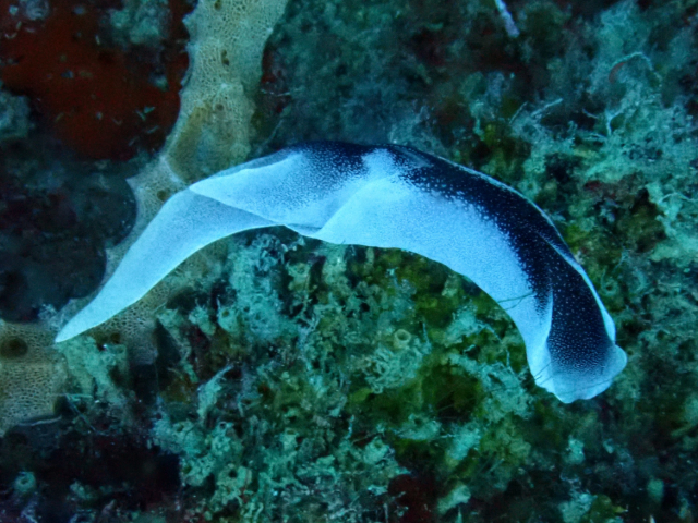 Click to View Lovely Headshield Slug<br><span style='font-size:12px'><i>Dave & Rose</i></span>