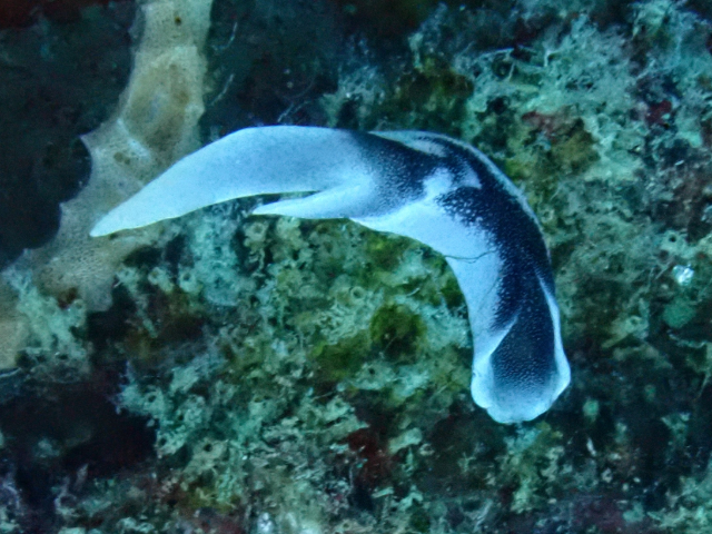 Click to View Lovely Headshield Slug<br><span style='font-size:12px'><i>Dave & Rose</i></span>