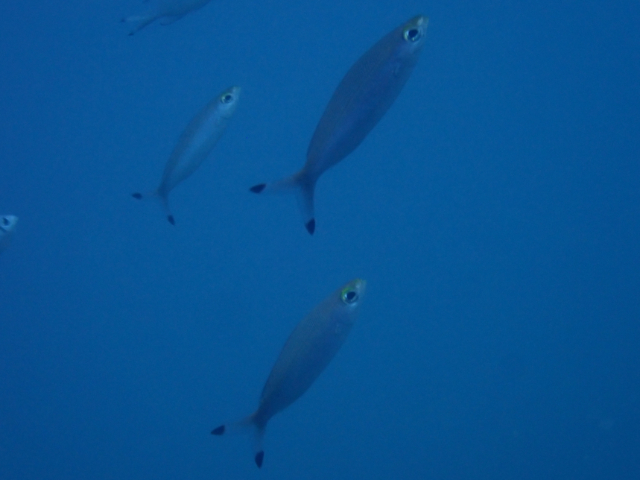 Click to View Lunar Fusilier<br><span style='font-size:12px'><i>Dave & Rose</i></span>