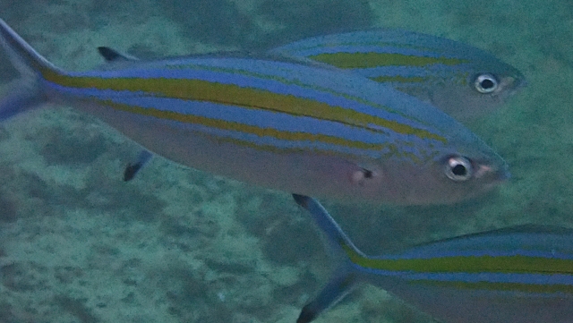 Click to View Yellow-lined Fusilier<br><span style='font-size:12px'><i>Dave & Rose</i></span>