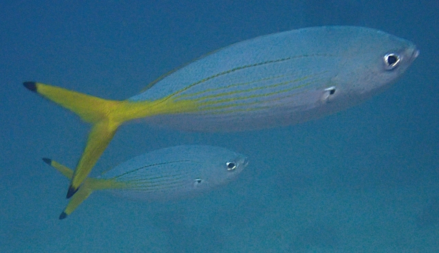 Click to View Lunar Fusilier<br><span style='font-size:12px'><i>Dave & Rose</i></span>