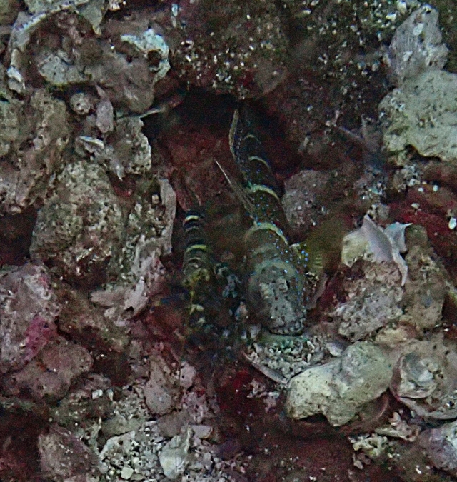 Click to View Luthers Shrimpgoby with Shrimp<br><span style='font-size:12px'><i>Dave & Rose</i></span>