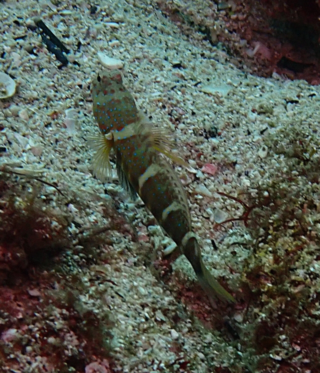 Click to View Luthers Shrimpgoby<br><span style='font-size:12px'><i>Dave & Rose</i></span>