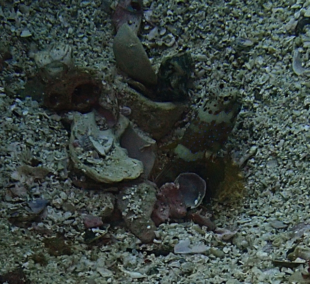 Click to View Luthers Shrimpgoby<br><span style='font-size:12px'><i>Dave & Rose</i></span>