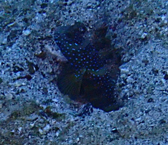 Click to View Luther's Shrimpgoby<br><span style='font-size:12px'><i>Dave & Rose</i></span>