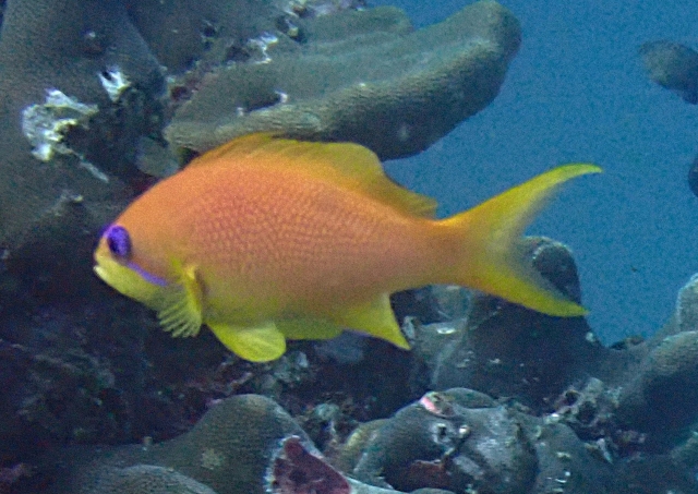 Click to View Lyretailed Anthius<br><span style='font-size:12px'><i>Dave & Rose</i></span>