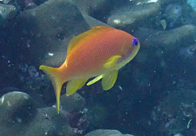 Click to View Lyretailed Anthius<br><span style='font-size:12px'><i>Dave & Rose</i></span>