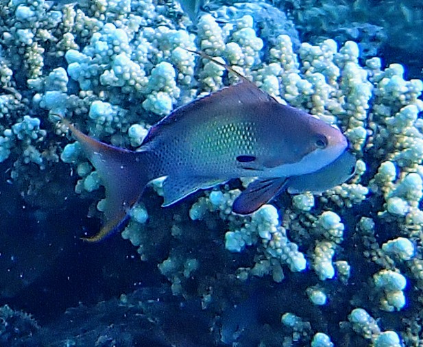 Click to View Lyretailed Anthius ♂<br><span style='font-size:12px'><i>Dave & Rose</i></span>