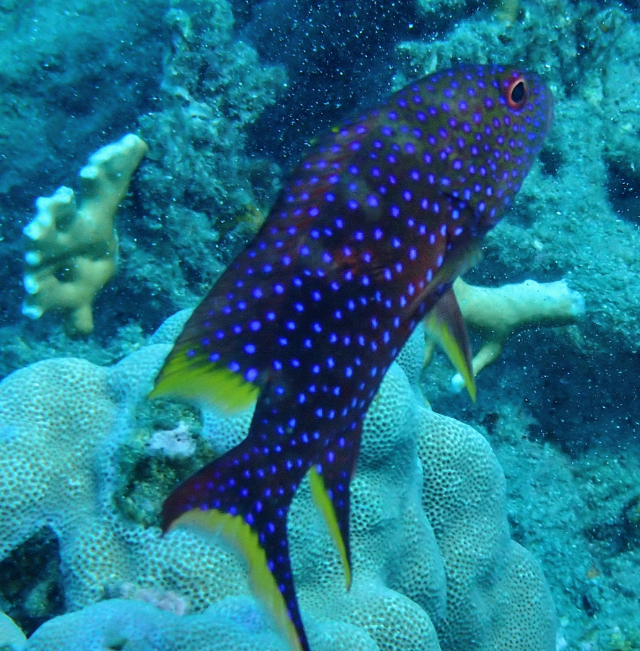 Click to View Lyretail Grouper<br><span style='font-size:12px'><i>Dave & Rose</i></span>