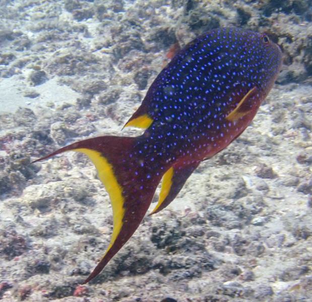 Click to View Lyretail Grouper<br><span style='font-size:12px'><i>Dave & Rose</i></span>