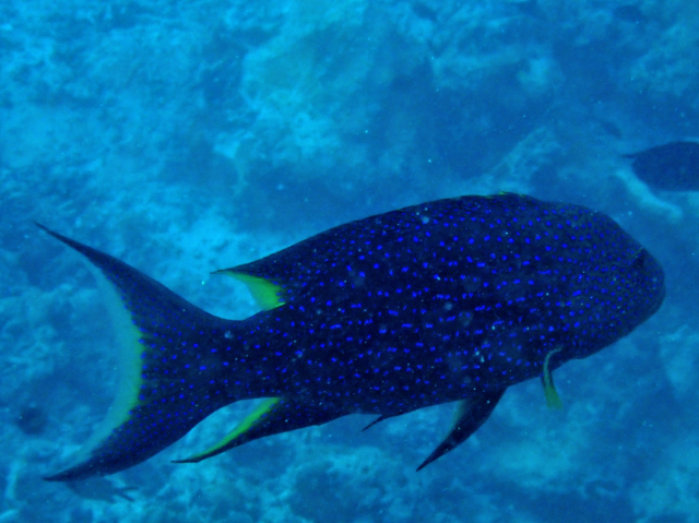 Click to View Lyretail Grouper<br><span style='font-size:12px'><i>Dave & Rose</i></span>