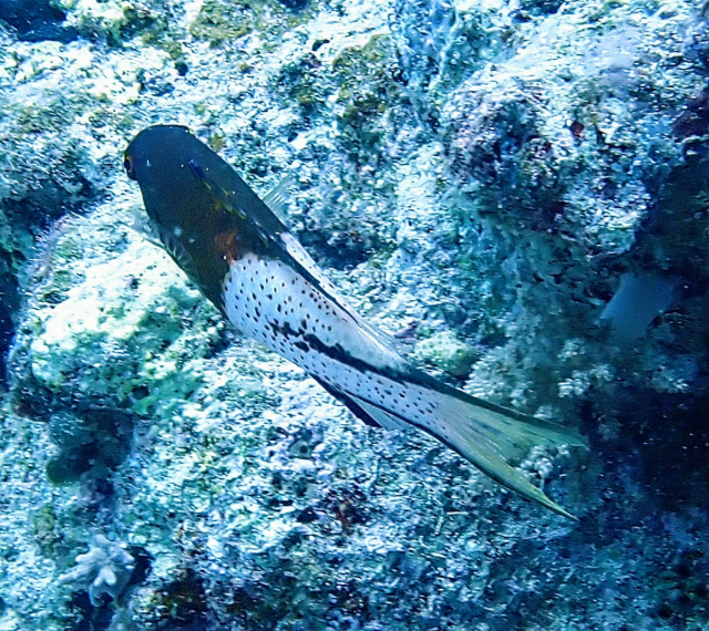 Click to View Lyretail Hogfish<br><span style='font-size:12px'><i>Dave & Rose</i></span>