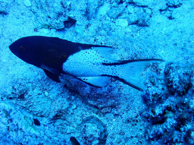 Click to View Lyretail Hogfish<br><span style='font-size:12px'><i>Dave & Rose</i></span>