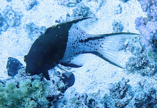 Click to View Lyretail Hogfish<br><span style='font-size:12px'><i>Dave & Rose</i></span>