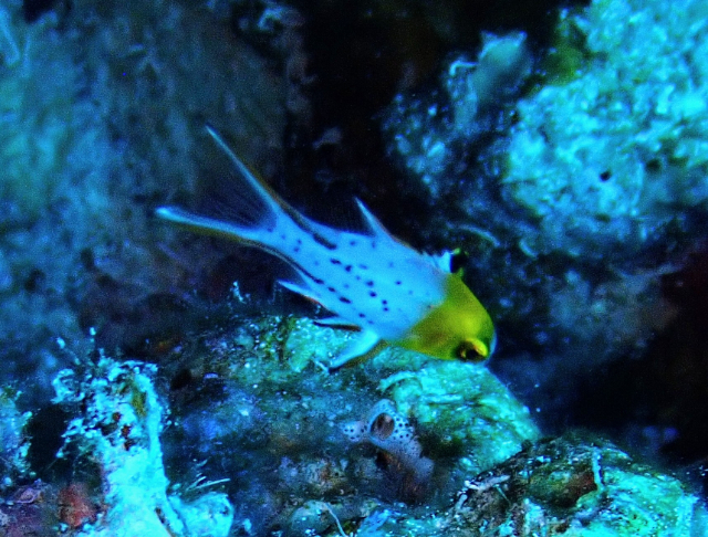 Click to View Lyretail Hogfish - juvenile<br><span style='font-size:12px'><i>Dave & Rose</i></span>