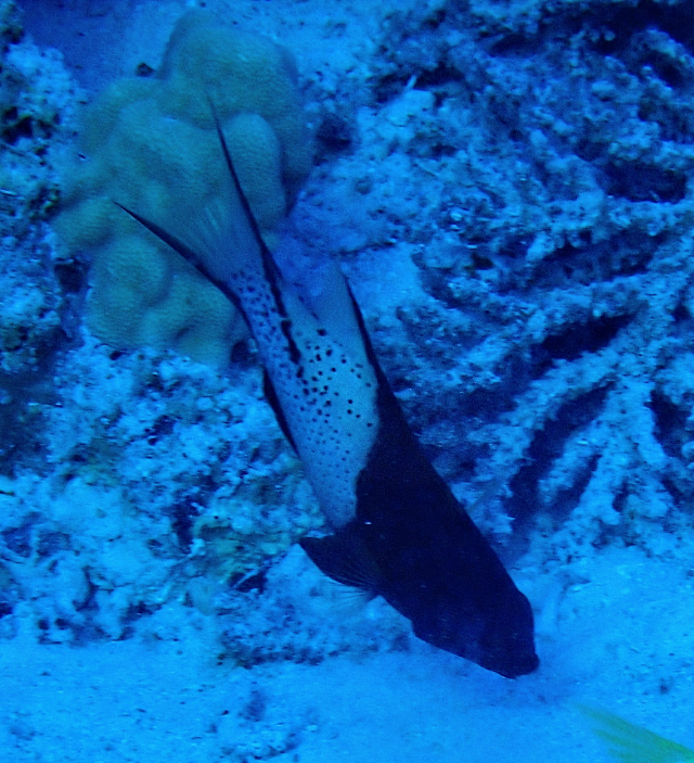 Click to View Lyretail Hogfish<br><span style='font-size:12px'><i>Dave & Rose</i></span>