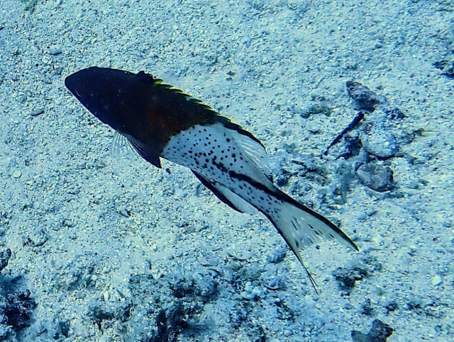 Click to View Lyretail Hogfish<br><span style='font-size:12px'><i>Dave & Rose</i></span>