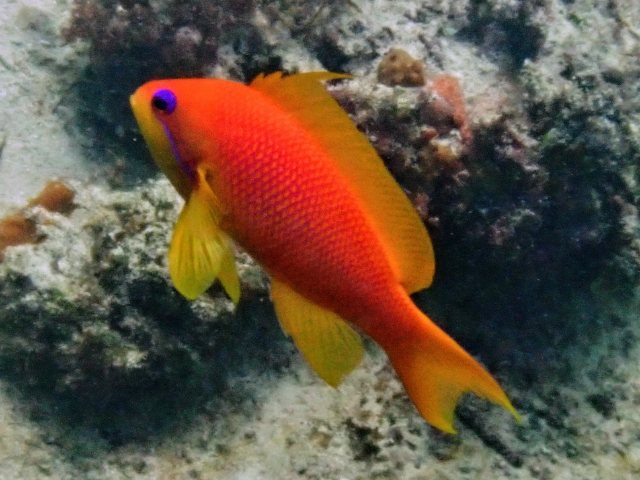 Click to View Lyretailed Anthius<br><span style='font-size:12px'><i>Dave & Rose</i></span>