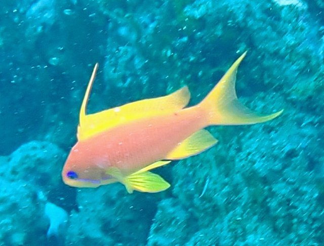 Click to View Lyretailed Anthius<br><span style='font-size:12px'><i>Dave & Rose</i></span>