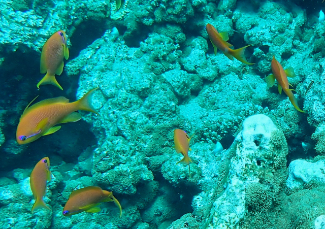 Click to View Lyretailed Anthius<br><span style='font-size:12px'><i>Dave & Rose</i></span>