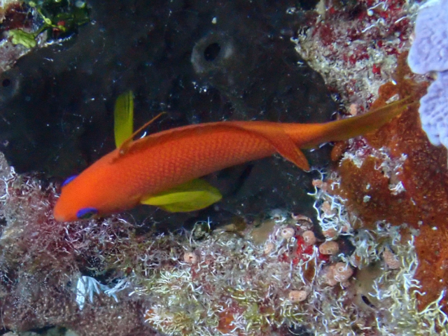 Click to View Lyretailed Anthius<br><span style='font-size:12px'><i>Dave & Rose</i></span>