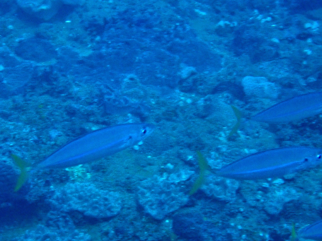 Click to View Mackerel Scad<br><span style='font-size:12px'><i>Dave & Rose</i></span>