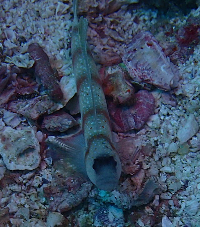 Click to View Magnus Shrimpgoby<br><span style='font-size:12px'><i>Dave & Rose</i></span>