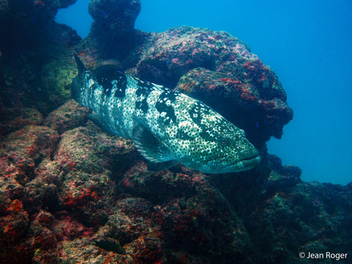 Click to View Malabar Grouper<br><span style='font-size:12px'><i>iNaturalist</i></span>