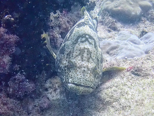 Click to View Malabar Grouper<br><span style='font-size:12px'><i>Dave & Rose</i></span>