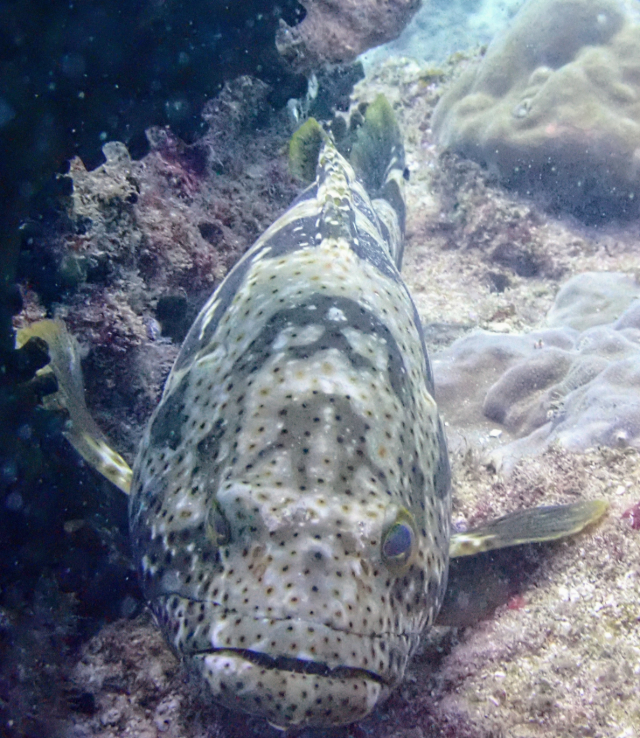 Click to View Malabar Grouper<br><span style='font-size:12px'><i>Dave & Rose</i></span>