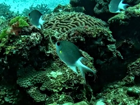 Malayan Chromis<br><span style='font-size:12px'><i>Dave & Rose</i></span>