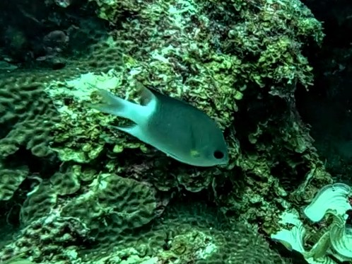 Malayan Chromis<br><span style='font-size:12px'><i>Dave & Rose</i>&nbsp&nbspMaldives&nbsp&nbsp6th Jan 2026</span>