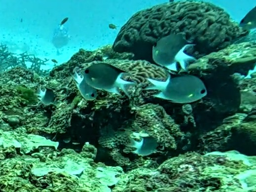 Malayan Chromis<br><span style='font-size:12px'><i>Dave & Rose</i></span>