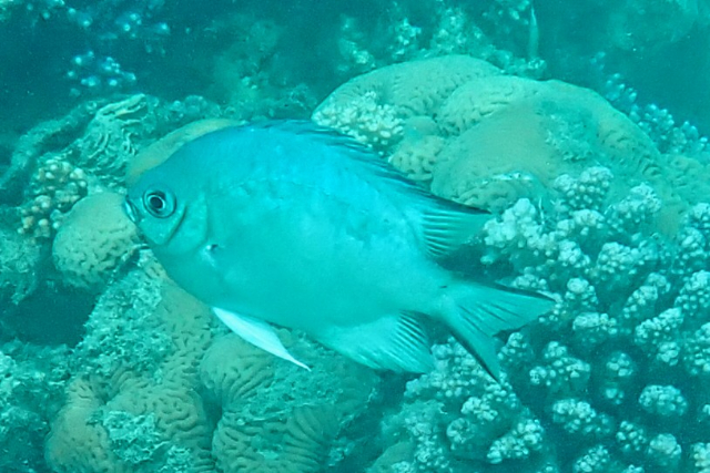 Click to View Maldives Damsel<br><span style='font-size:12px'><i>Dave & Rose</i></span>