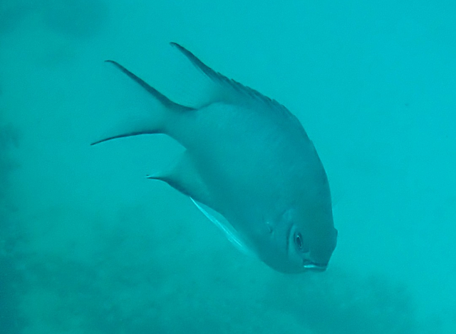 Click to View Maldives Damsel<br><span style='font-size:12px'><i>Dave & Rose</i></span>