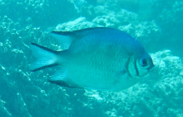 Click to View Maldives Damsel<br><span style='font-size:12px'><i>Dave & Rose</i></span>