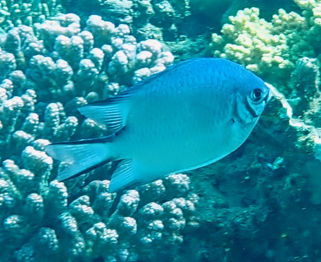 Click to View Maldives Damsel<br><span style='font-size:12px'><i>Dave & Rose</i></span>