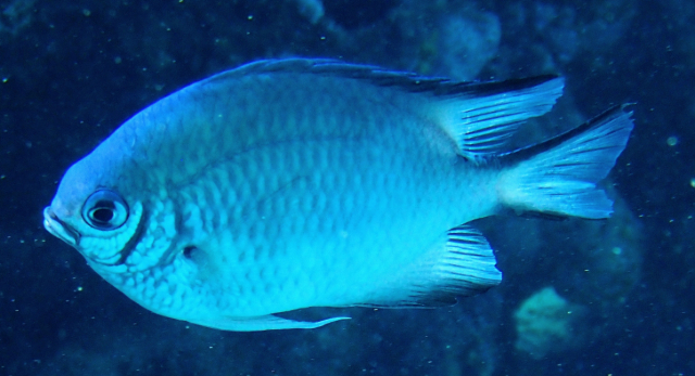 Click to View Maldives Damsel<br><span style='font-size:12px'><i>Dave & Rose</i></span>