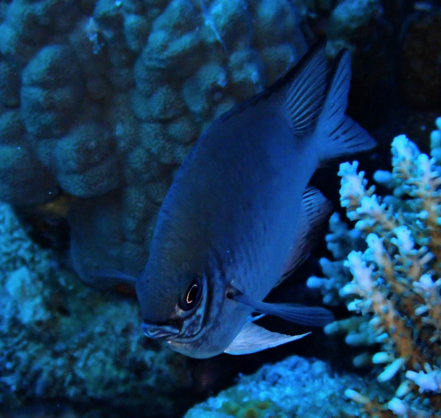 Click to View Maldives Damsel<br><span style='font-size:12px'><i>Dave & Rose</i></span>